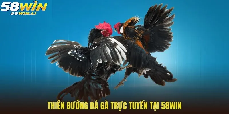 Thiên đường đá gà trực tuyến tại 58WIN