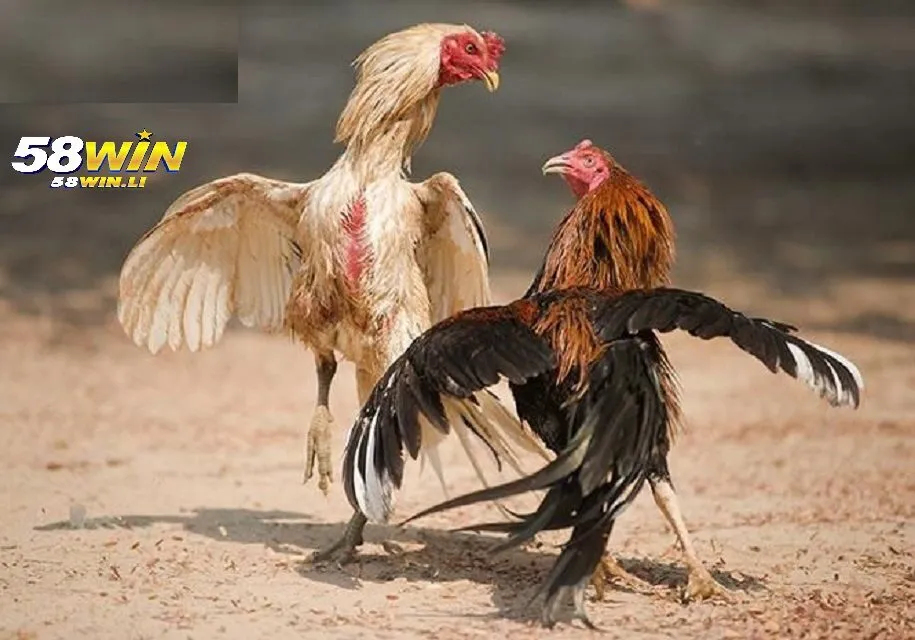 Cựa được nhà cái sử dụng trong đá gà cựa dao