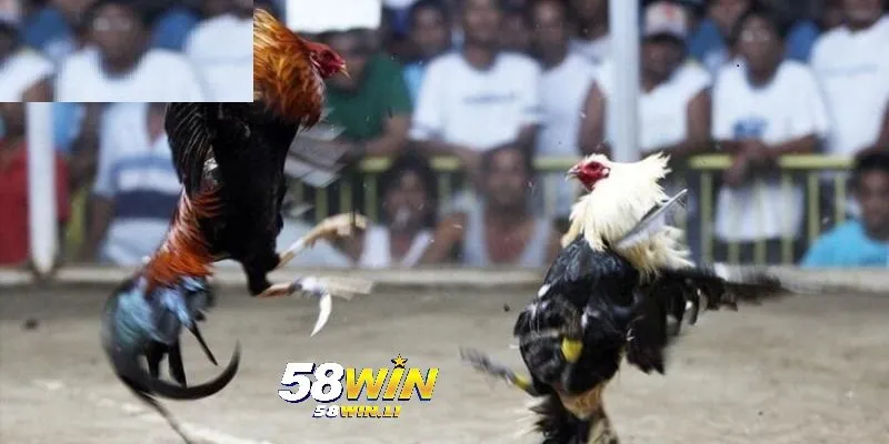 Đá gà trực tiếp hôm nay