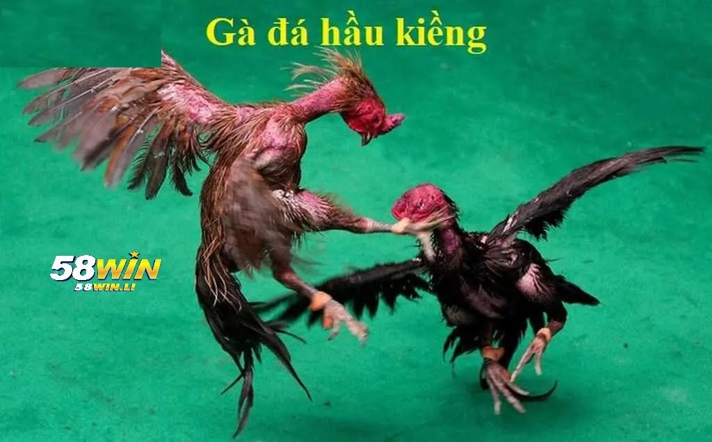 Gà Đá Hầu Kiềng 58win là gì?