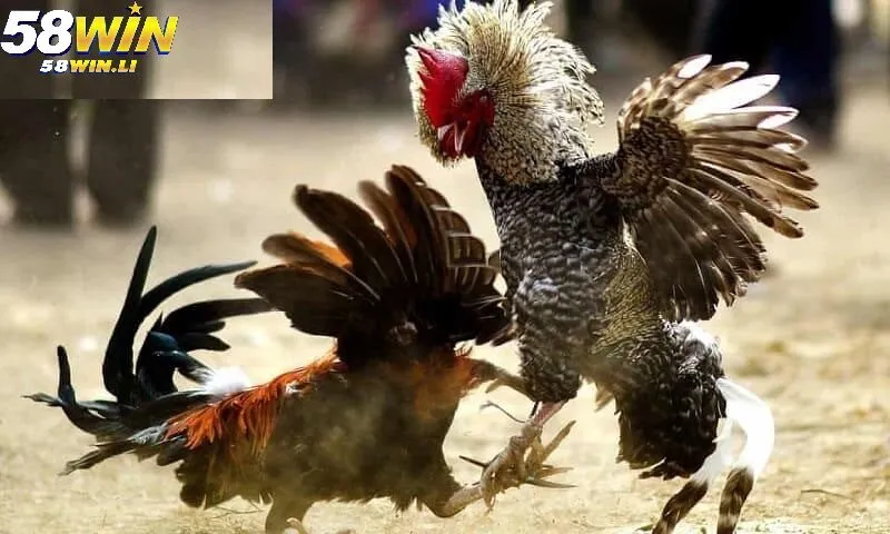 Cách chọn Gà Đá Hầu Kiềng 58win chuẩn
