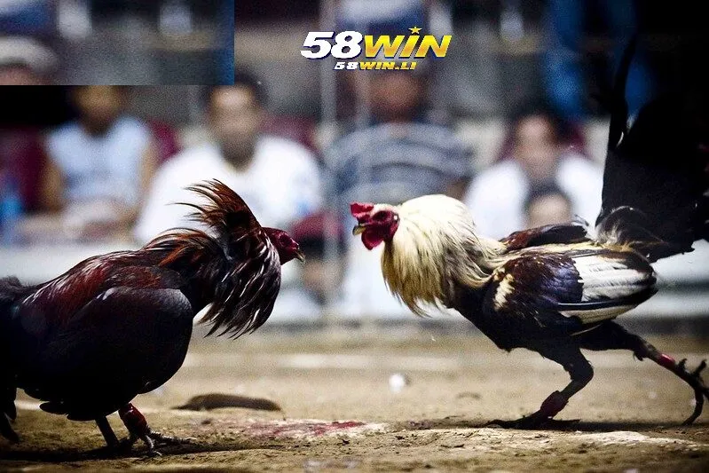 Đặc điểm của giống gà đá Mỹ