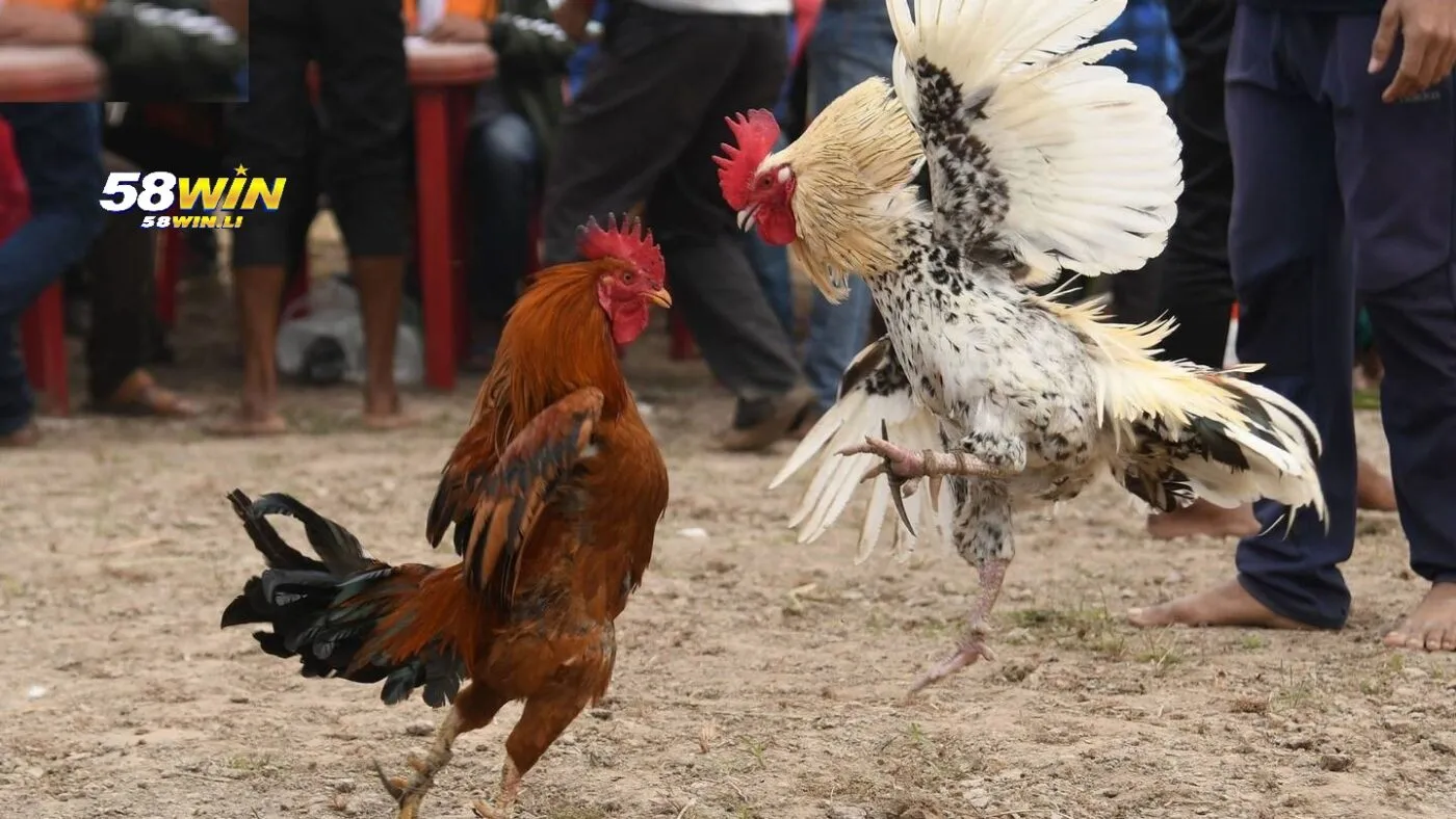 Đá Gà Mỹ 58win 2025: Theo Dõi Chiến Kê Hoa Kỳ 2025 4 So sánh Đá Gà Mỹ 58win với các loại đá gà khác