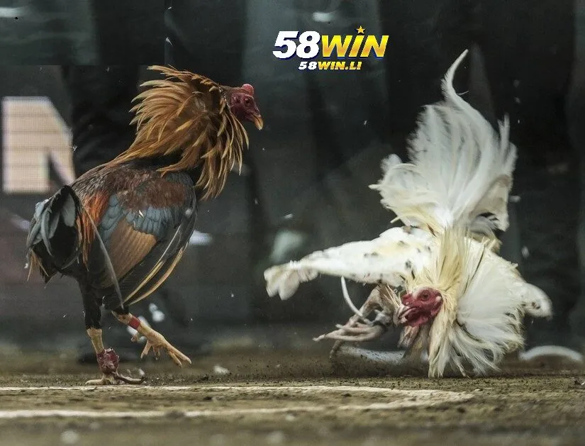 Đá Gà Philippines 58win – Chảo Lửa Kịch Tính, Hấp Dẫn Cược Thủ 4 Kinh nghiệm thắng lớn khi cược đá gà Philippines