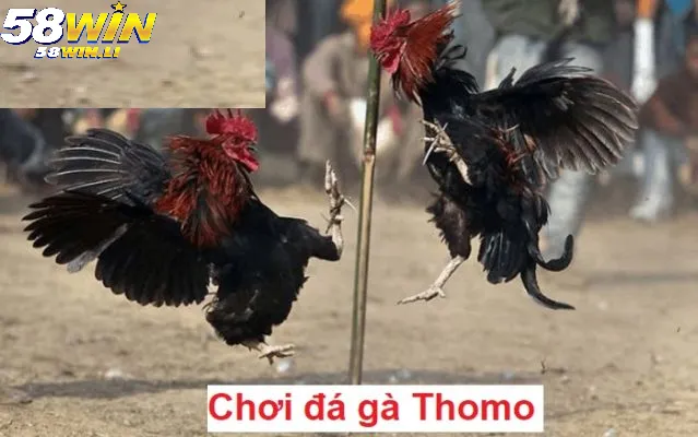Đa dạng trận đá kê Thomo