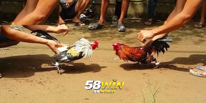 Đá Gà Tre 58win 2025: Cá Cược Đá Gà Đỉnh Cao 2 Nguồn gốc và câu chuyện của gà tre Thomo